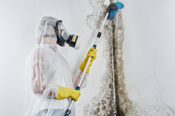 Why You Should Choose Our Mold Remediation Services in Oakwood, PA